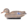 Forme de Colvert Femelle