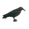 Appelant corbeau